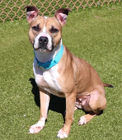 Gold (Project Home Bound), a Adoptable Mixed Breed in Athens, GA image 3/3