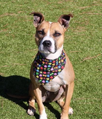 Gold (Project Home Bound), Adoptable, Adult Female Mixed Breed.