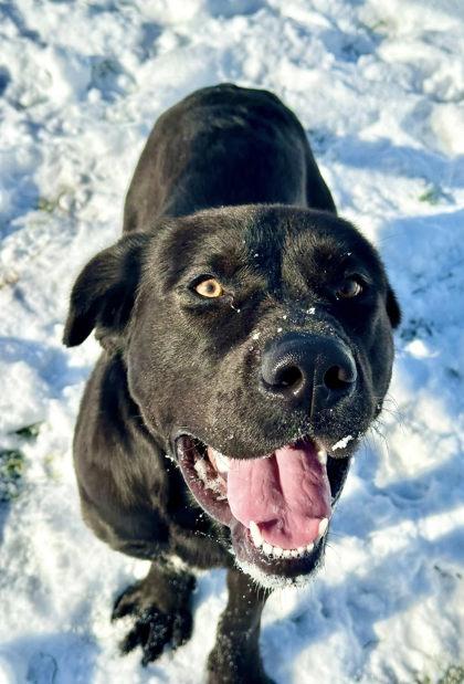 Enlarge Bronx, a ADOPTABLE mixed breed in Millersburg, OH image 1/4