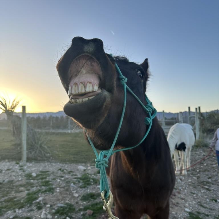 Prince Charming, Adoptable, Senior Male Quarterhorse.