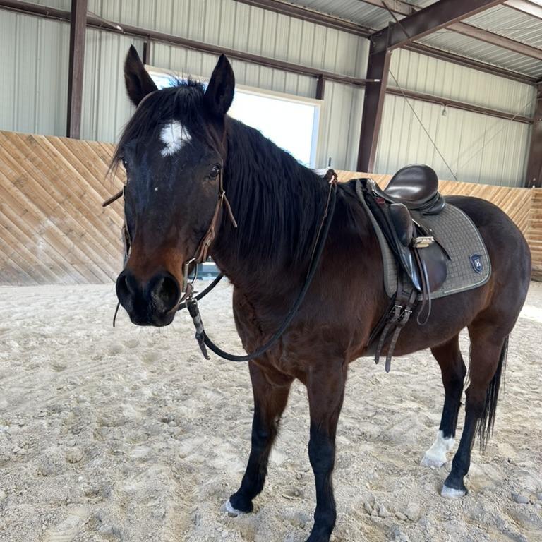 Enlarge Prince Charming, a Adoptable Quarterhorse in Las Vegas, NV image 4/5