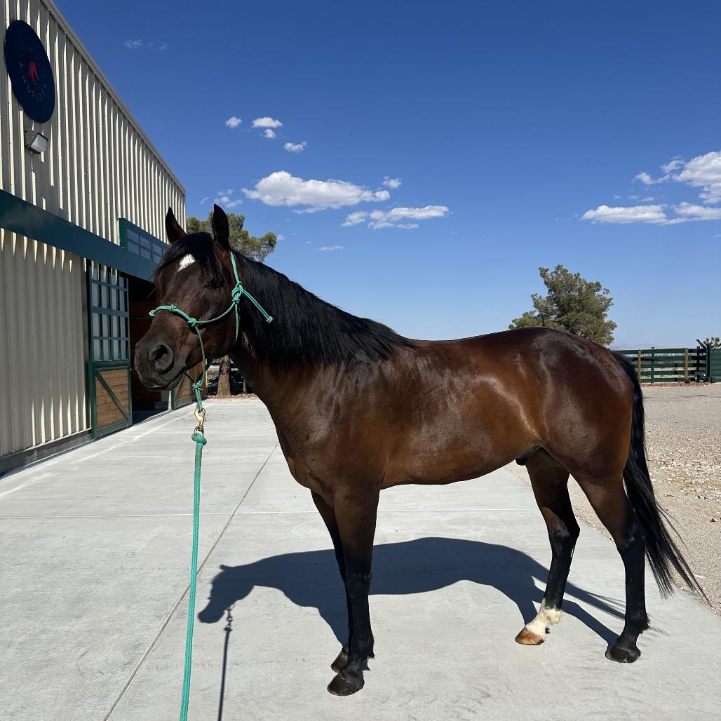 Prince Charming, a Adoptable Quarterhorse in Las Vegas, NV image 3/3