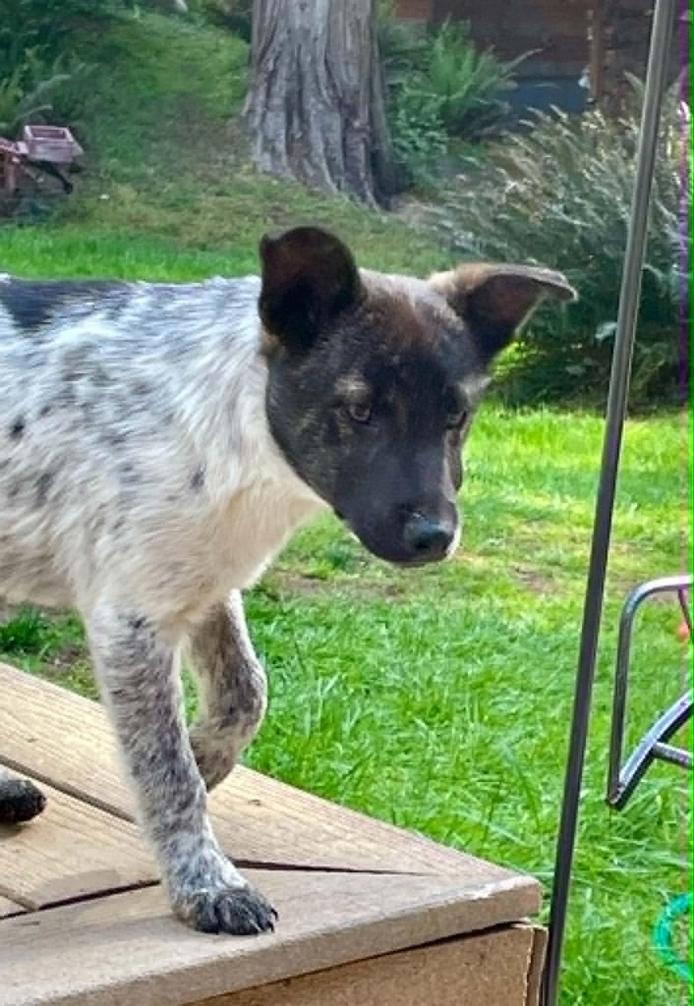 Cowboy, ADOPTABLE, Young Male Shepherd & Cattle Dog.