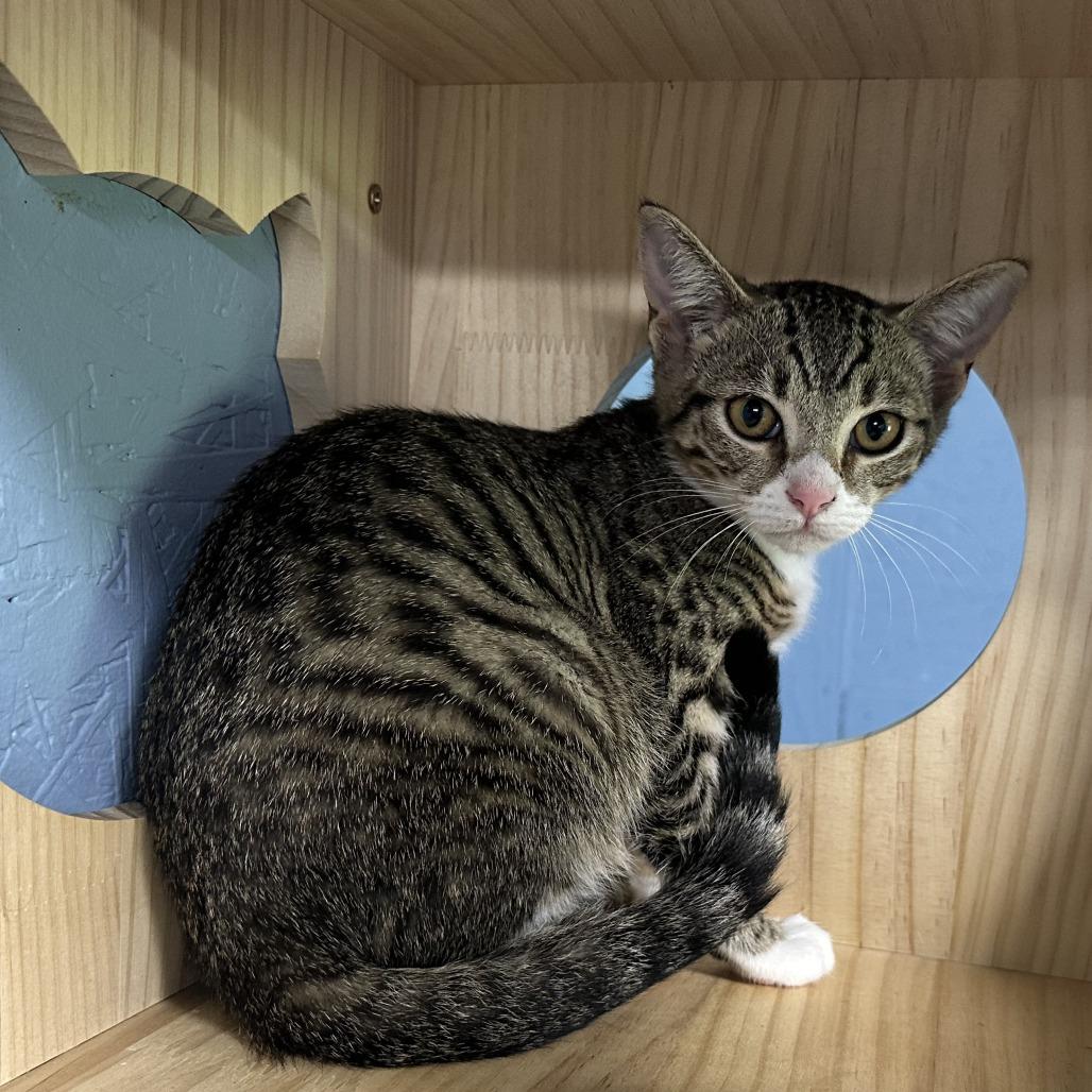 Enlarge Buster, a Adoptable Domestic Short Hair in Opelika, AL image 1/1
