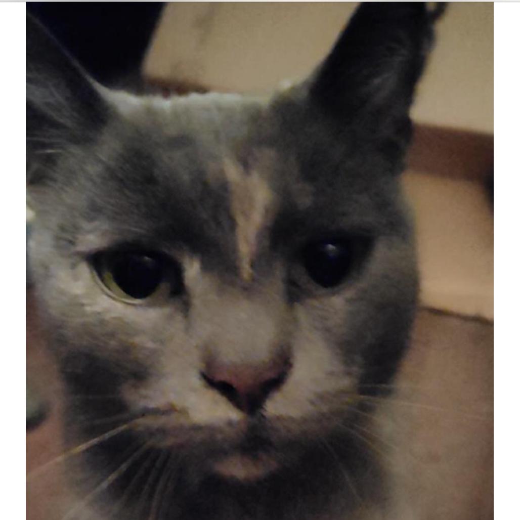 Zurena, Adoptable, Adult Female Domestic Short Hair.