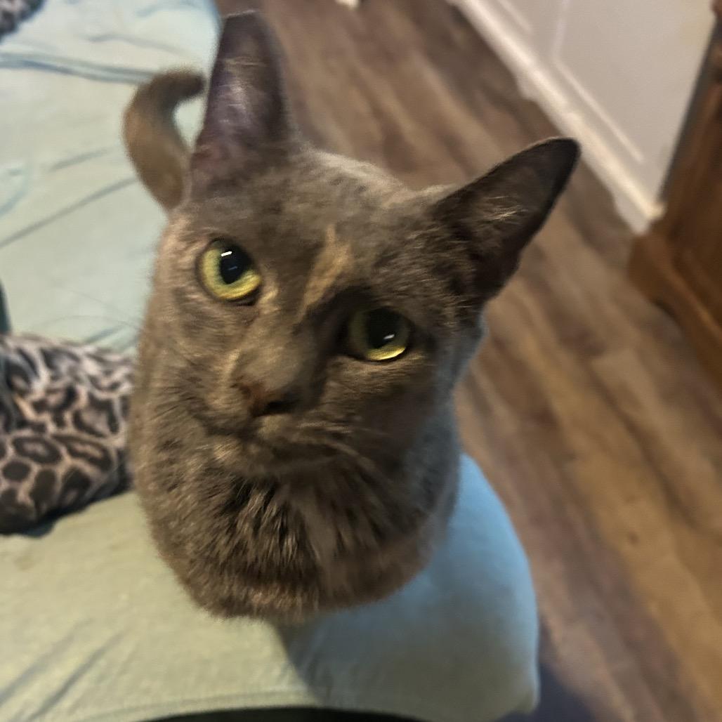 Enlarge Zurena, a Adoptable Domestic Short Hair in Veneta, OR image 2/2