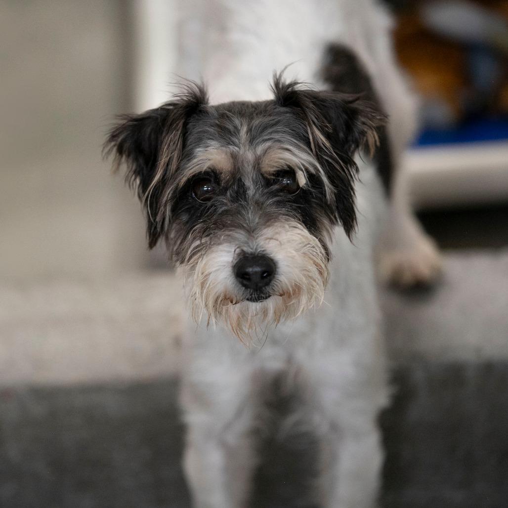 Whitney (AG26-62), Adoptable, Adult Female Jack Russell Terrier.