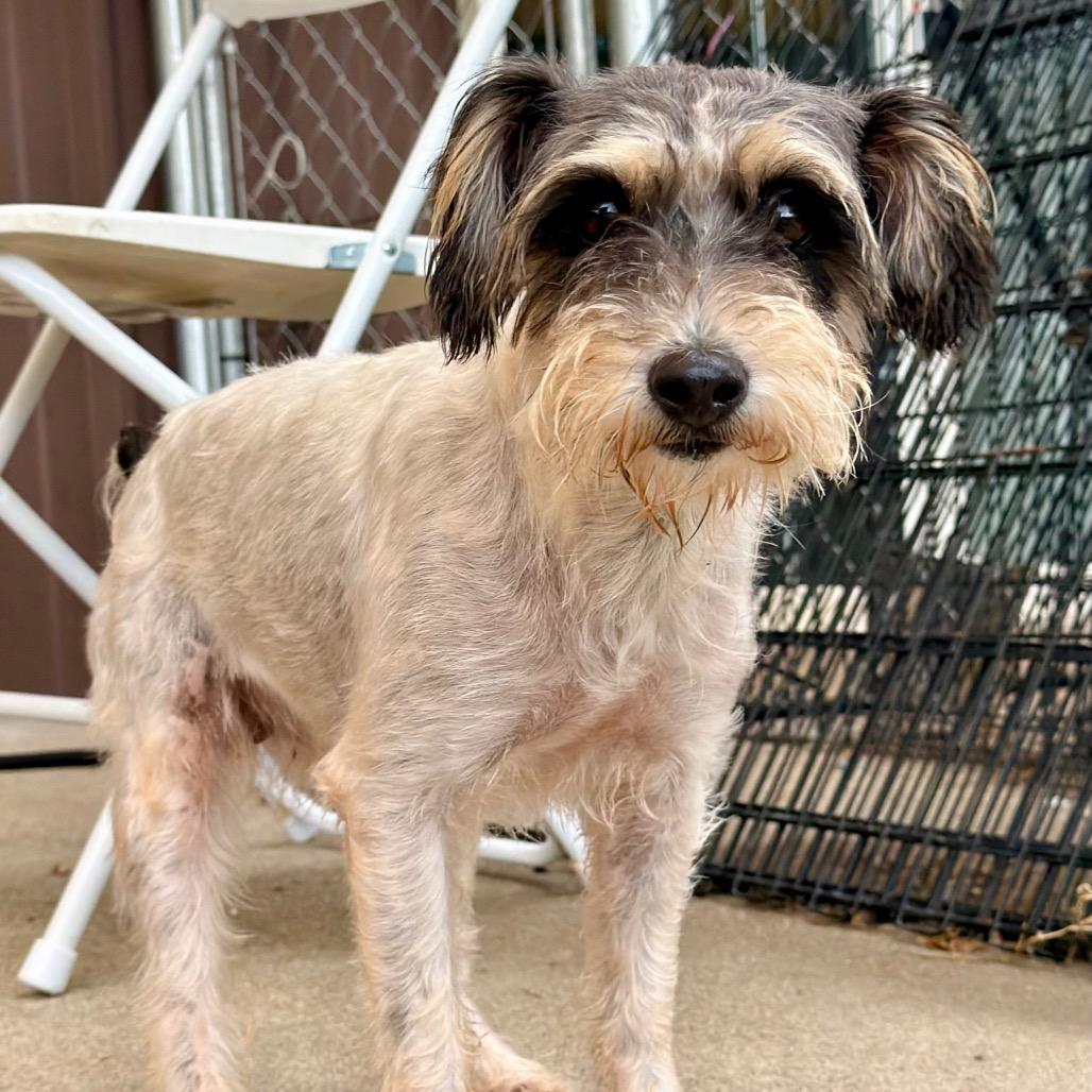 Enlarge Whitney (AG26-62), a Adoptable Jack Russell Terrier in Peyton, CO image 2/6