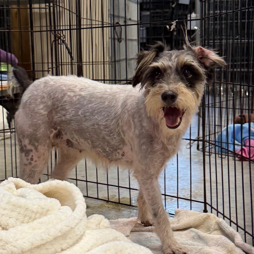 Enlarge Whitney (AG26-62), a Adoptable Jack Russell Terrier in Peyton, CO image 3/6