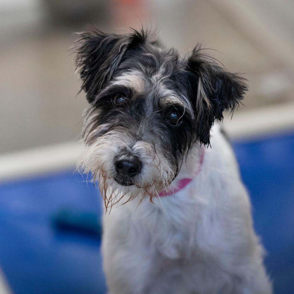 Enlarge Whitney (AG26-62), a Adoptable Jack Russell Terrier in Peyton, CO image 5/6