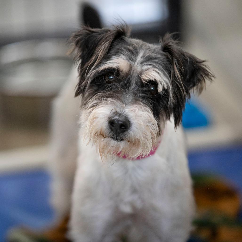 Enlarge Whitney (AG26-62), a Adoptable Jack Russell Terrier in Peyton, CO image 6/6