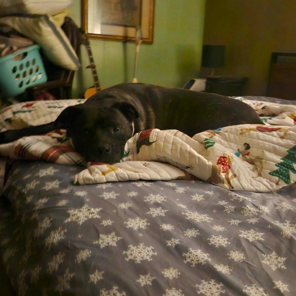 Enlarge Marley, a Adoptable mixed breed in Pineville, MO image 1/4