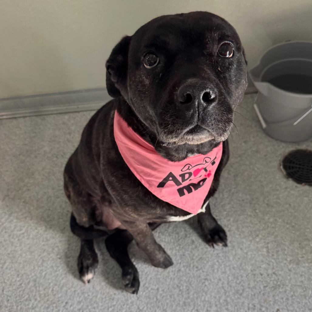 Marley, a Adoptable mixed breed in Pineville, MO image 1/3