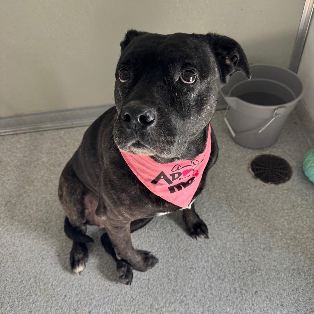 Marley, a Adoptable mixed breed in Pineville, MO image 2/3