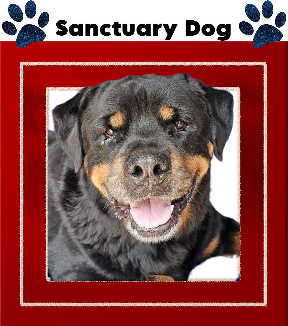 Rocky Conklin, Adoptable, Senior Male Rottweiler.
