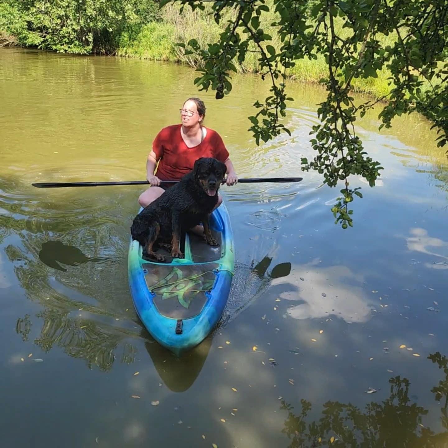 Rocky Conklin, Adoptable, Senior Male Rottweiler.
