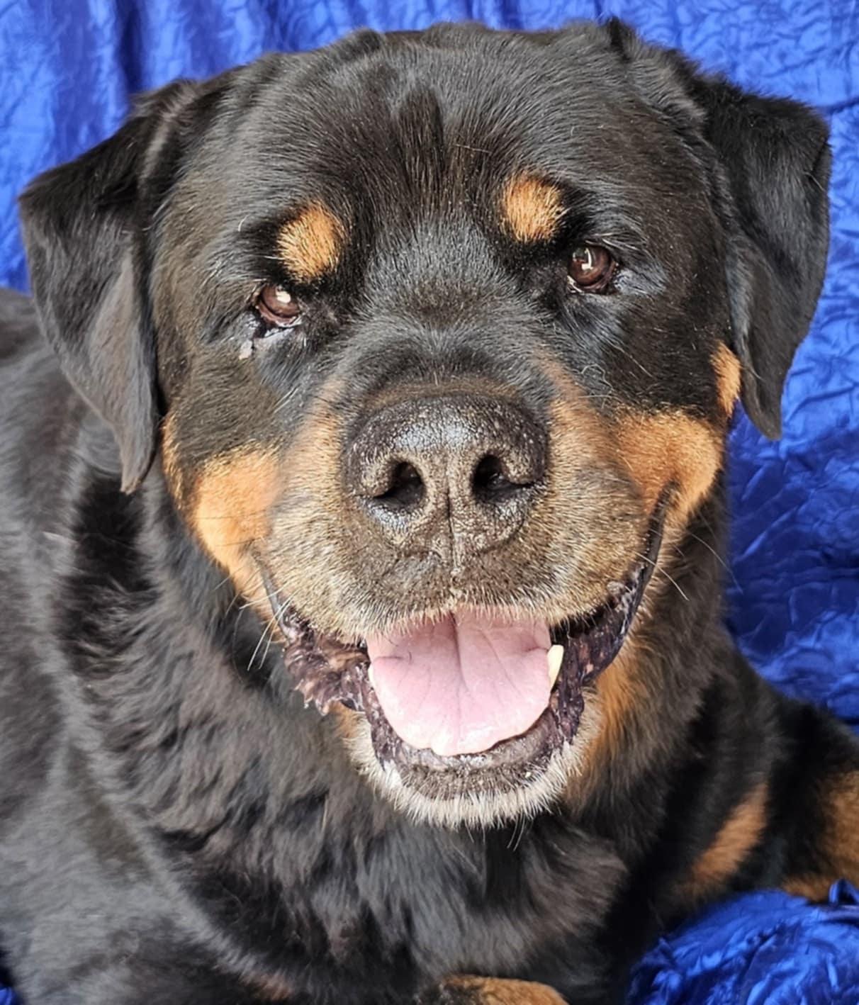 Rocky Conklin, a Adoptable Rottweiler in Cuba, NY image 2/3