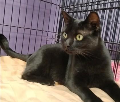 Iva, Adoptable, Adult Female Domestic Short Hair & Domestic Short Hair.