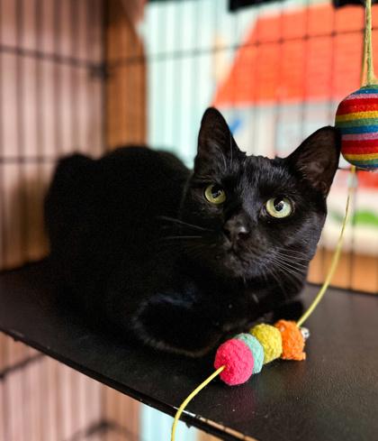 Iva, Adoptable, Adult Female Domestic Short Hair & Domestic Short Hair.