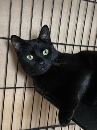 Enlarge Iva, a Adoptable Domestic Short Hair in Jamestown, NY image 3/3