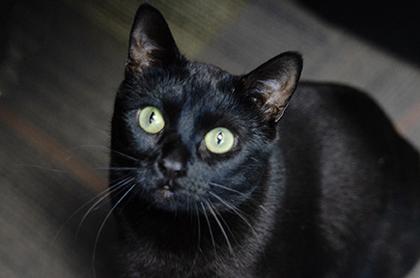 Enlarge Iva, a Adoptable Domestic Short Hair in Jamestown, NY image 3/6