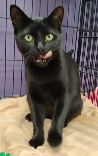 Enlarge Iva, a Adoptable Domestic Short Hair in Jamestown, NY image 4/6