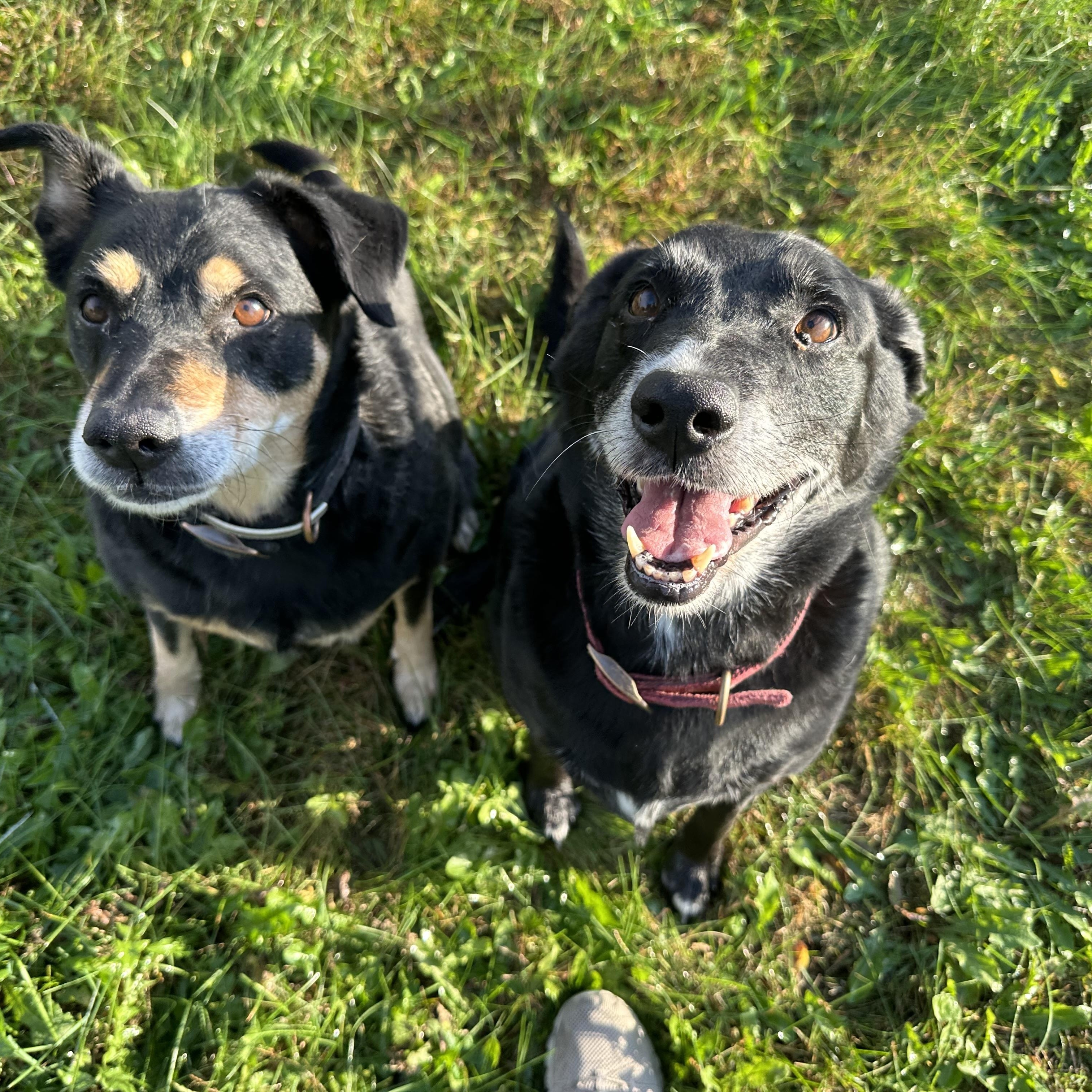 Enlarge Zeke & Matheson, a Adoptable mixed breed in Chippewa Falls, WI image 1/1