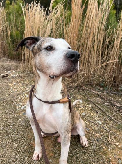 Tigger — thumbnail 2