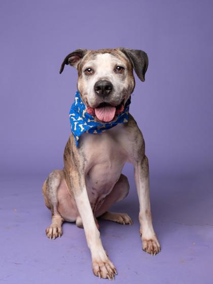 Tigger — thumbnail 3