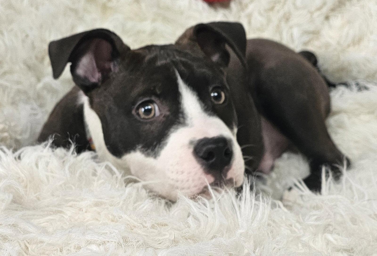 Enlarge Sprout, a Adopted Pit Bull Terrier in Framingham, MA image 2/3