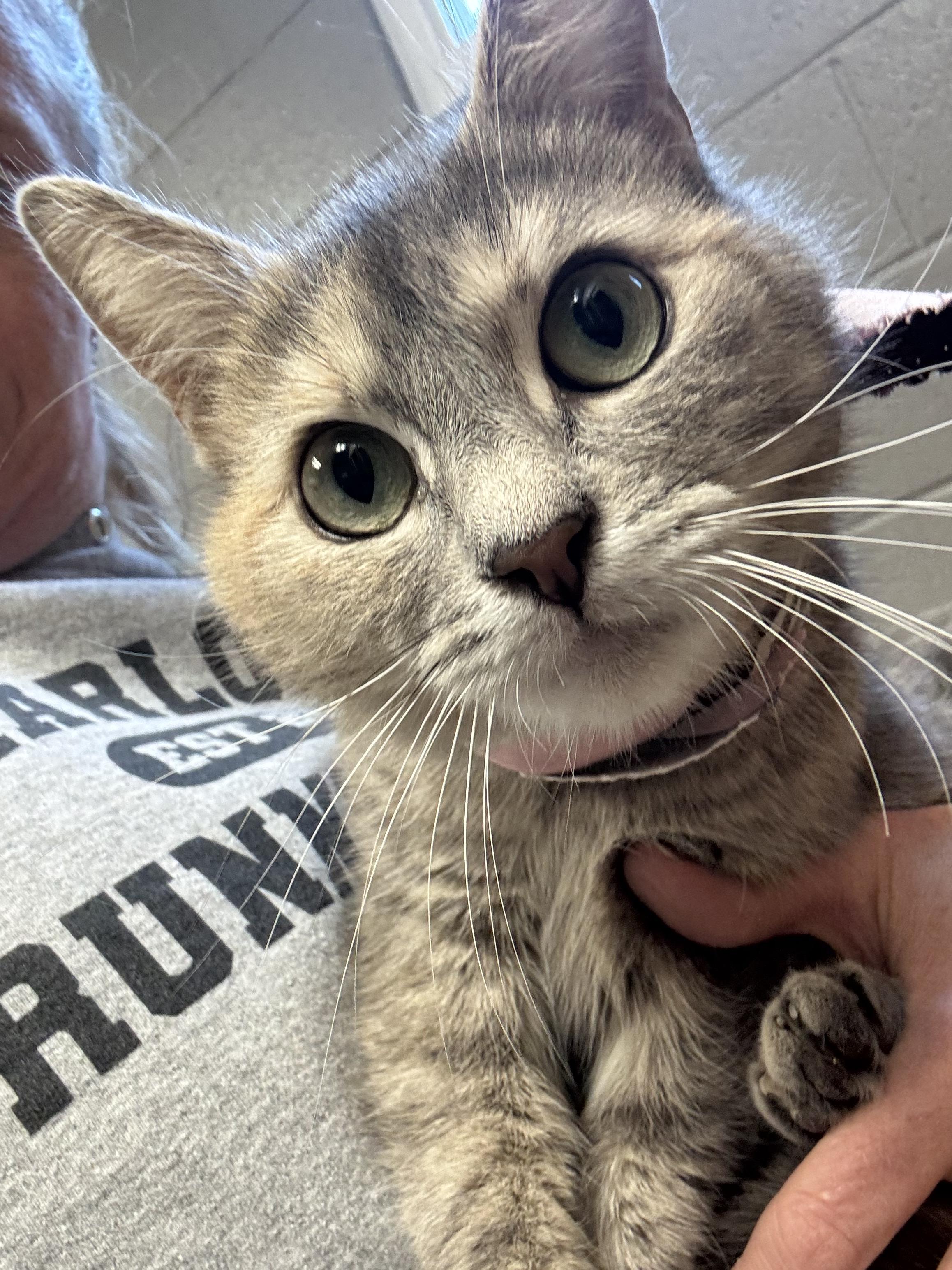 Enlarge Darling Tulip , a ADOPTABLE mixed breed in West Hartford , CT image 4/4