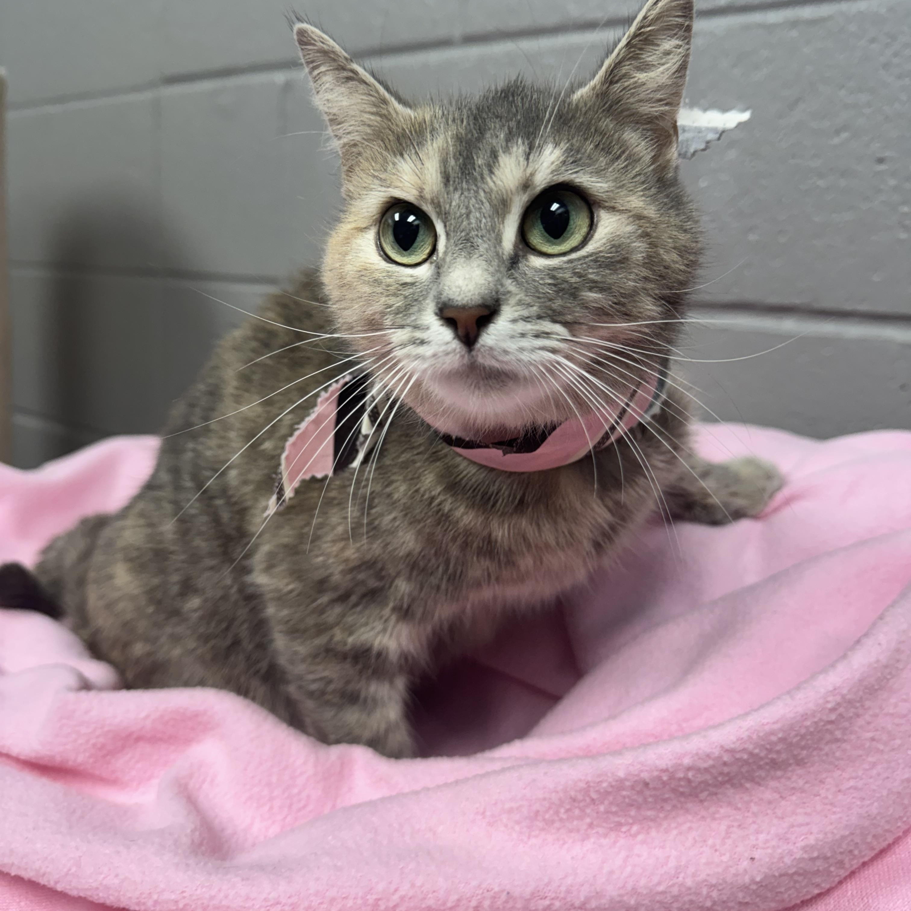 Enlarge Darling Tulip , a ADOPTABLE mixed breed in West Hartford , CT image 3/4