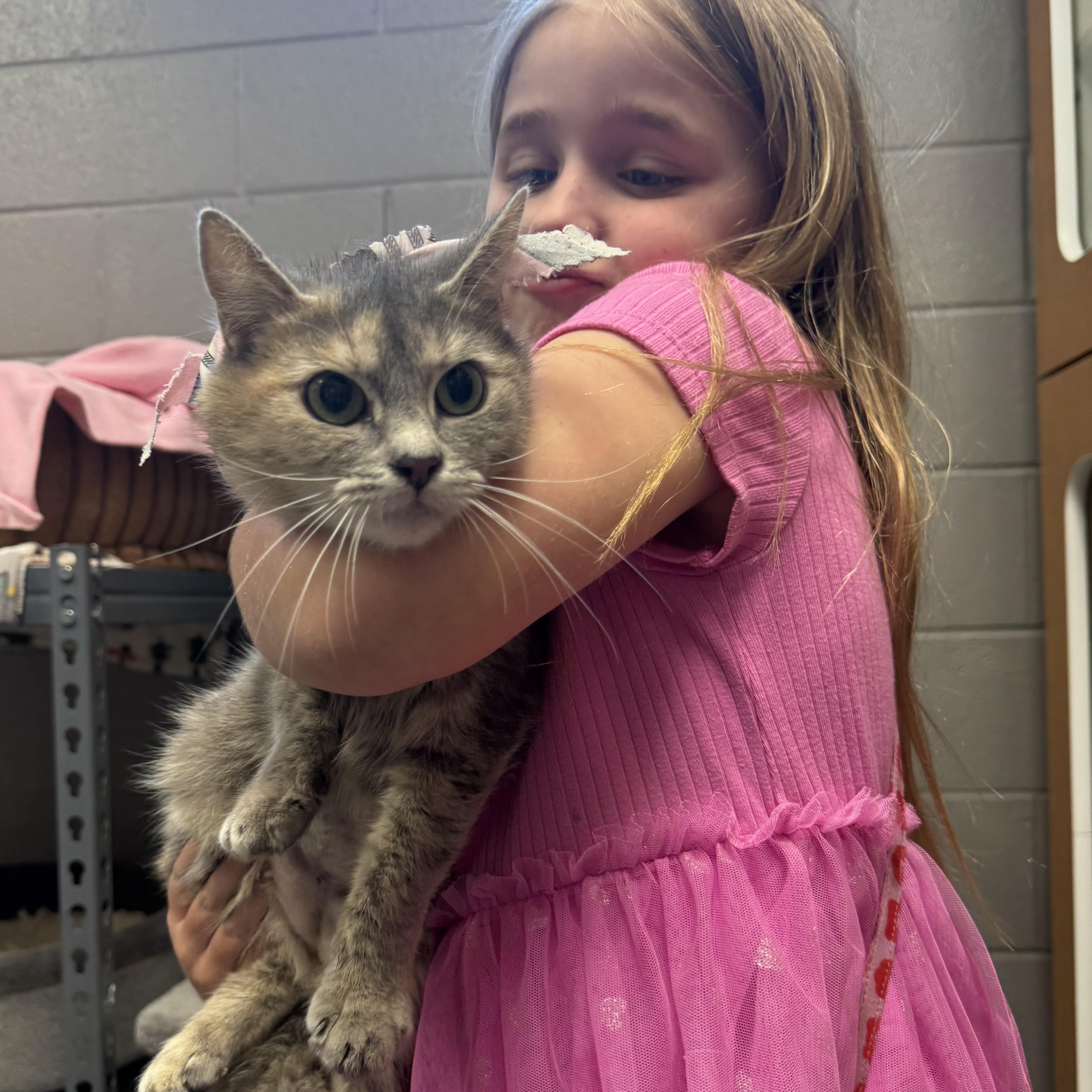 Enlarge Darling Tulip , a ADOPTABLE mixed breed in West Hartford , CT image 2/4