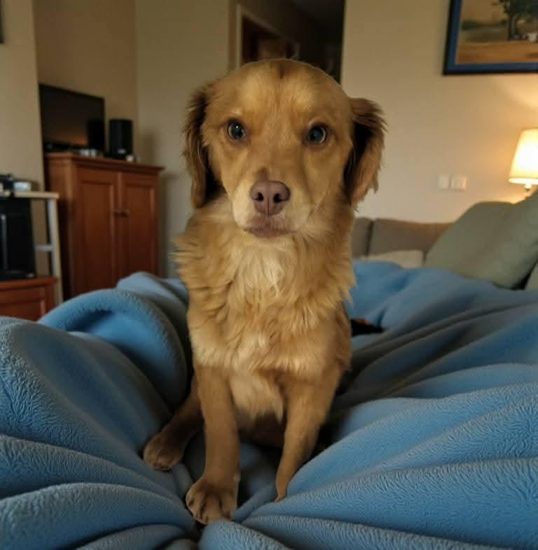 Prince, adopted, Young Male Terrier.