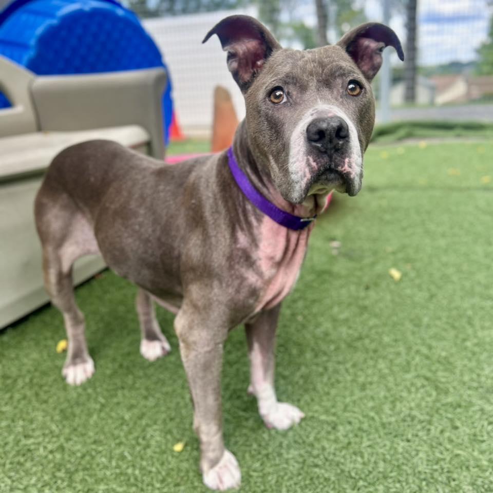 Annie, Adoptable, Senior Female Pit Bull Terrier.