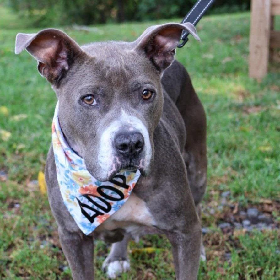 Enlarge Annie, a Adoptable Pit Bull Terrier in Whitehall, PA image 2/2