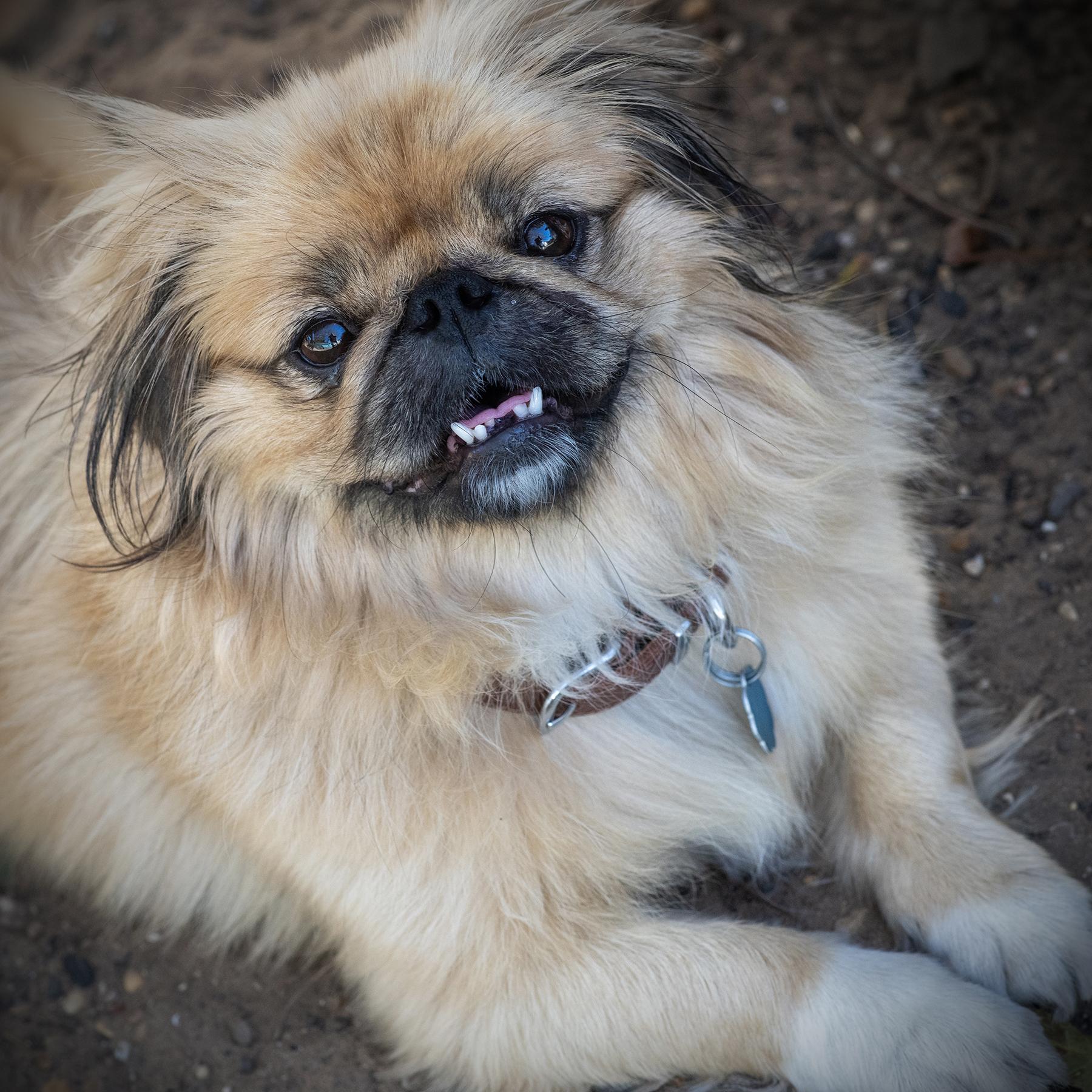 Enlarge Hettie, a Adopted Pekingese in Little Rock, AR image 3/3