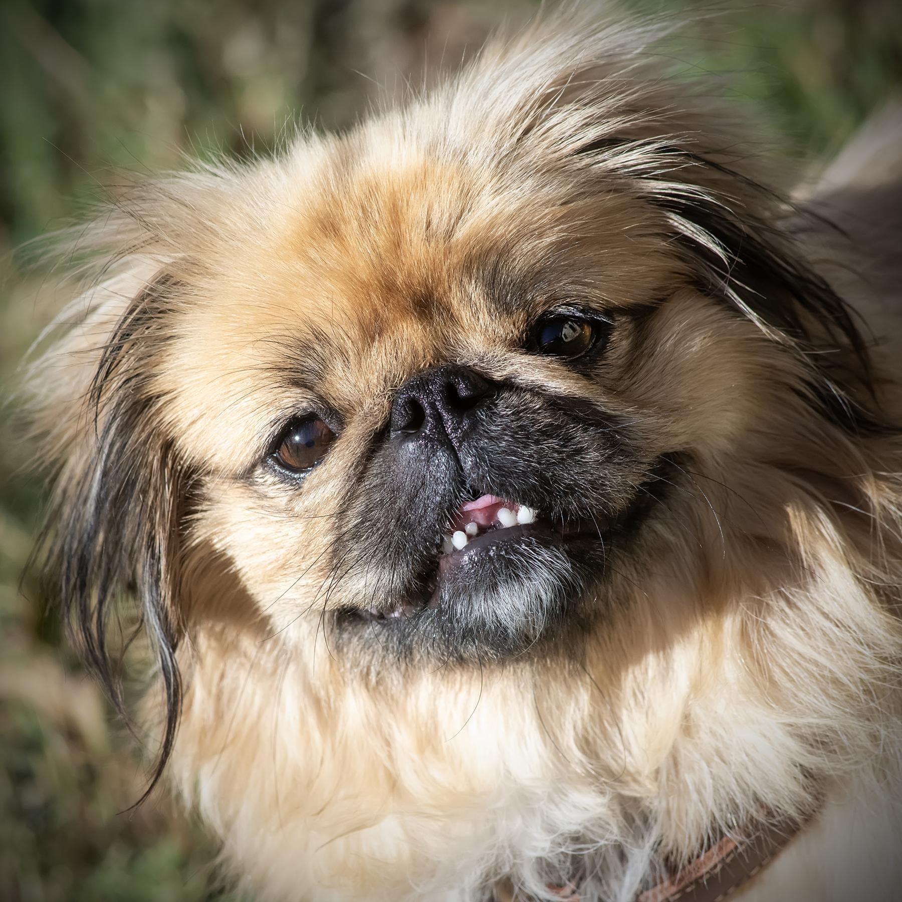 Hettie, Adopted, Adult Female Pekingese.