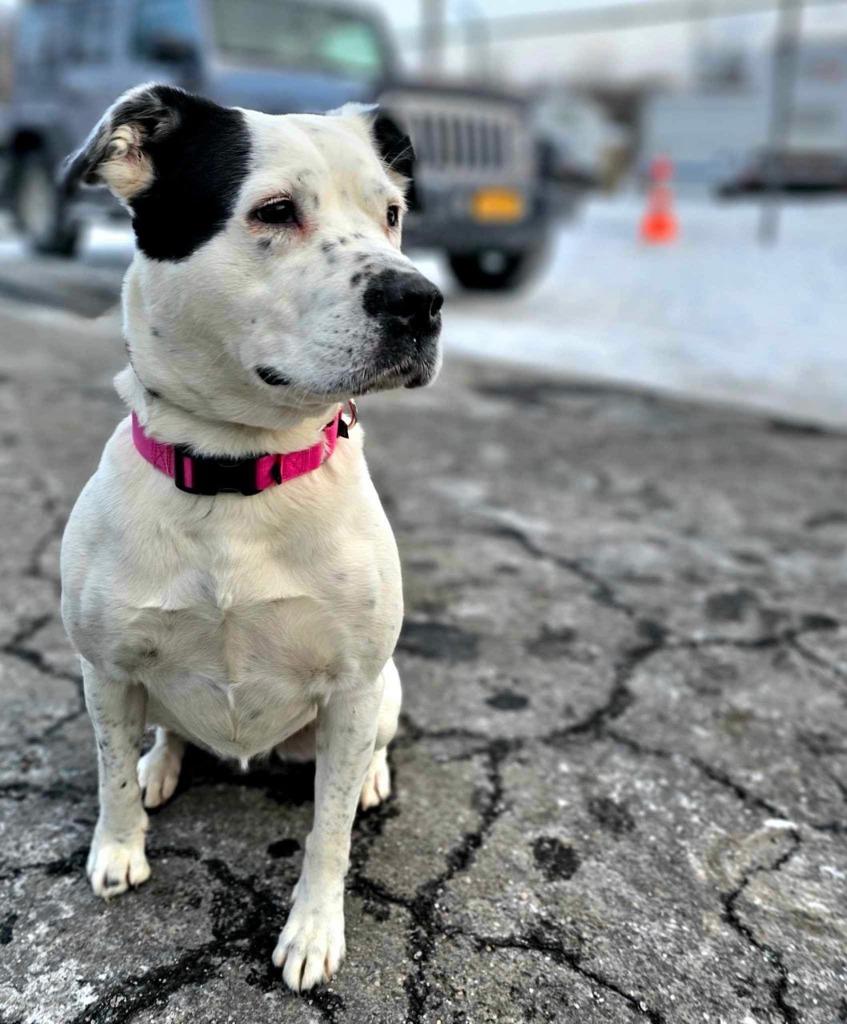 Stormy, a Adoptable mixed breed in Pomona, NY image 2/6