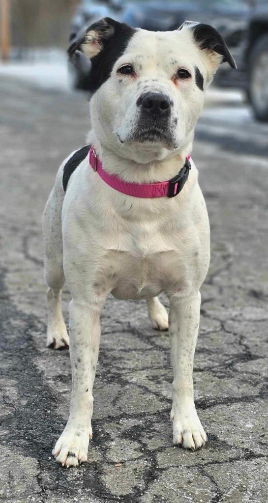 Stormy, a Adoptable mixed breed in Pomona, NY image 2/6