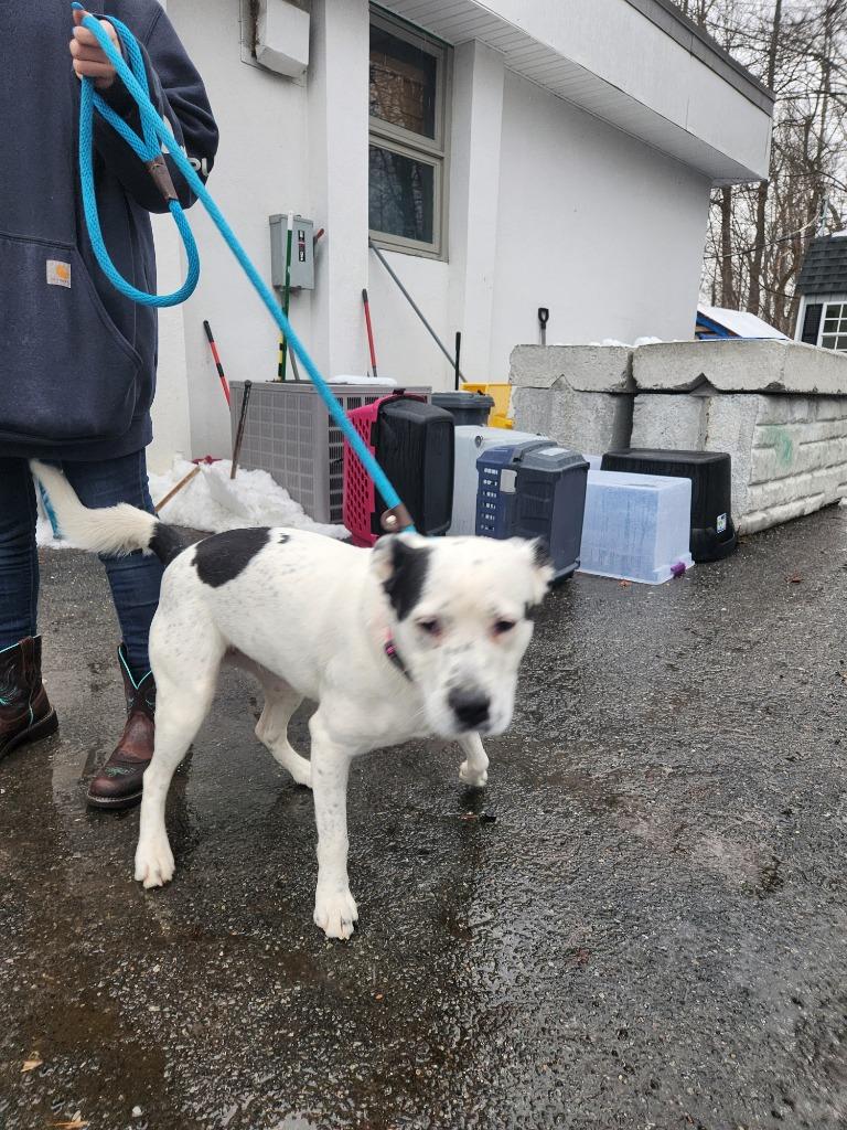 Stormy, a Adoptable mixed breed in Pomona, NY image 3/6