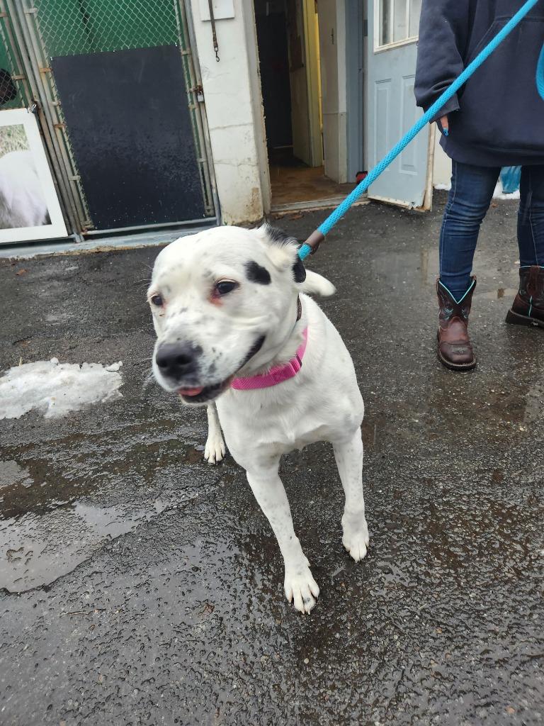 Stormy, a Adoptable mixed breed in Pomona, NY image 4/6