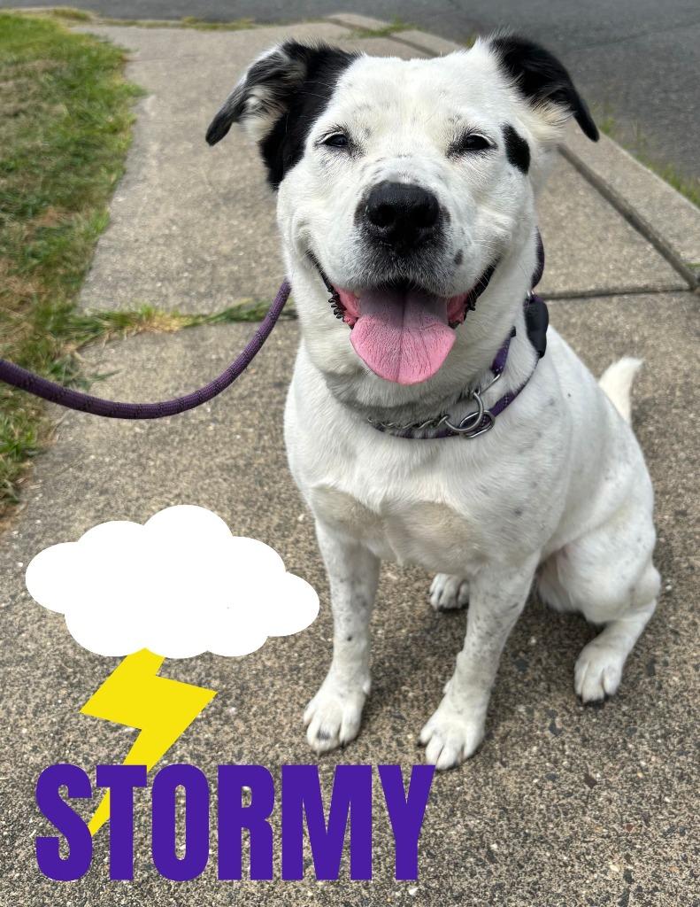 Stormy, a Adoptable mixed breed in Pomona, NY image 5/6