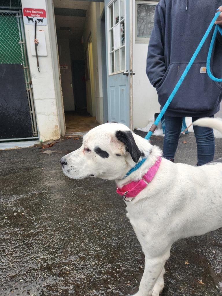 Stormy, a Adoptable mixed breed in Pomona, NY image 5/6