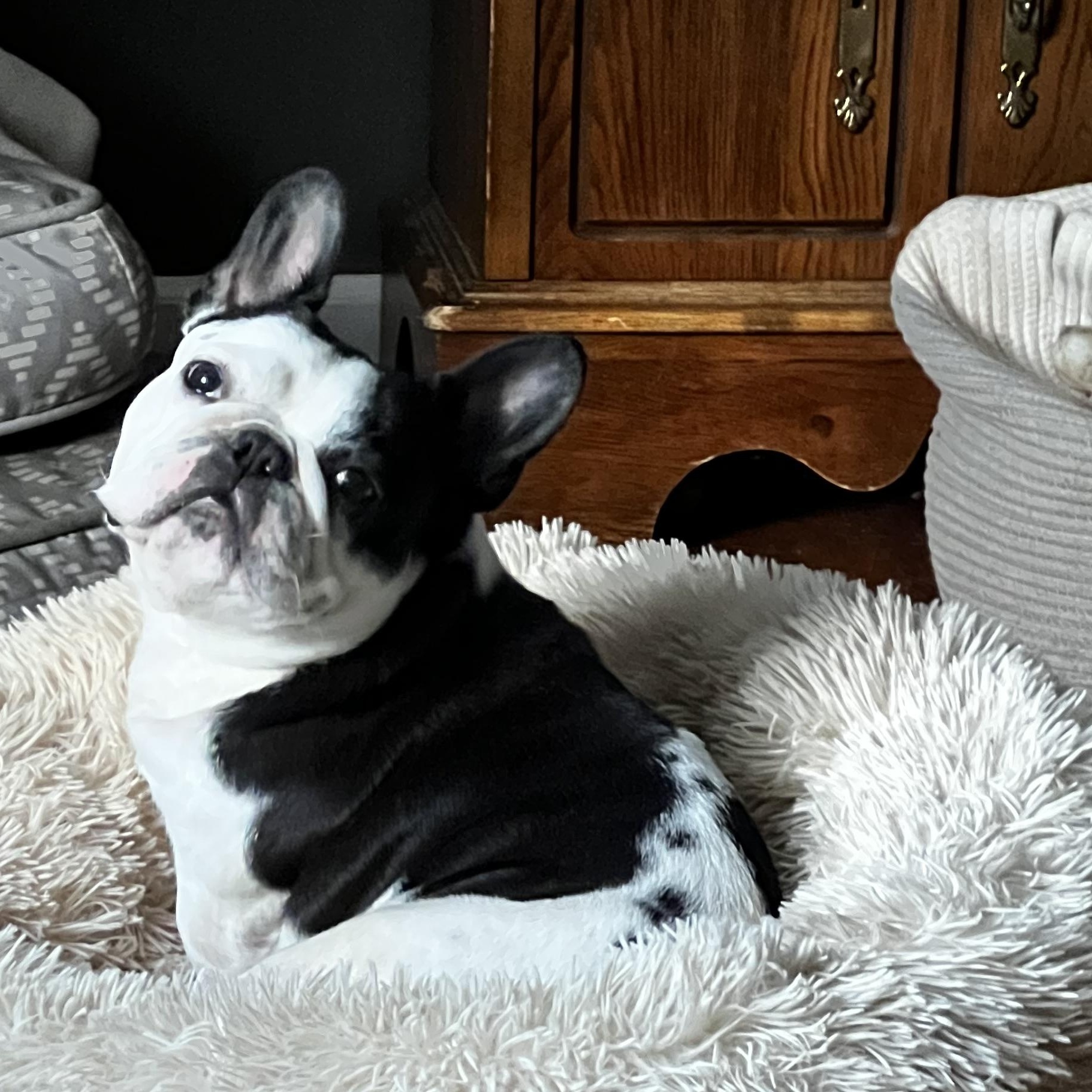 Tinker aka Munch, ADOPTABLE, Adult Female French Bulldog.