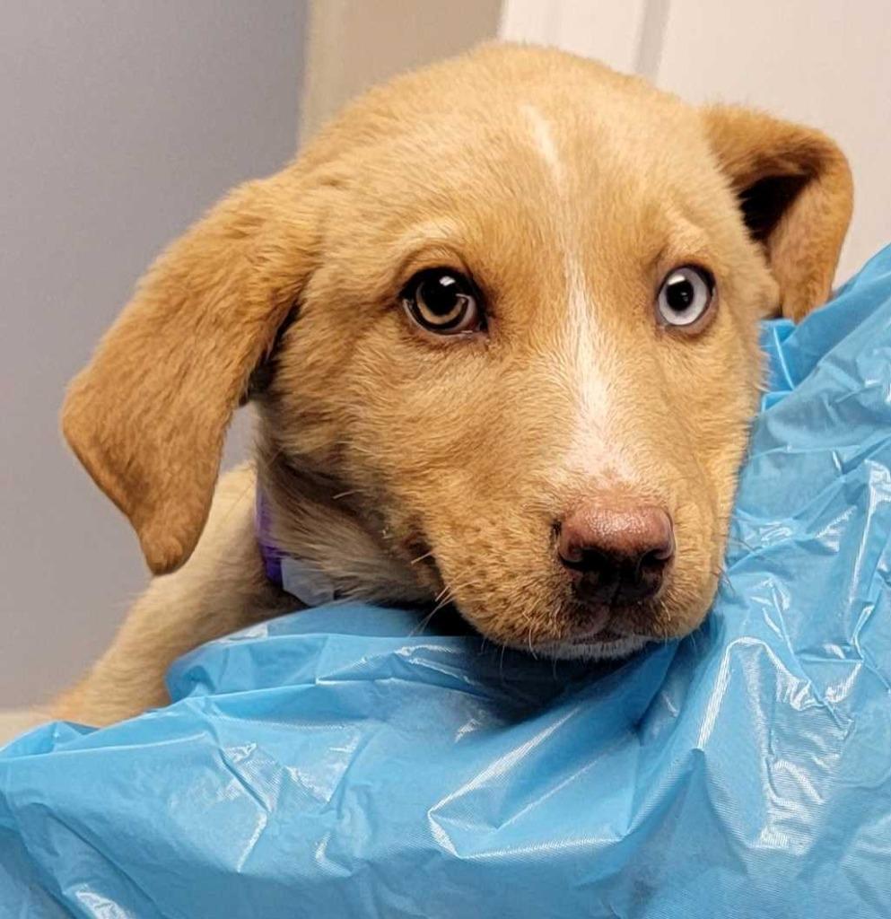 Dishwasher, Adopted, Puppy Male Australian Shepherd & Mixed Breed.