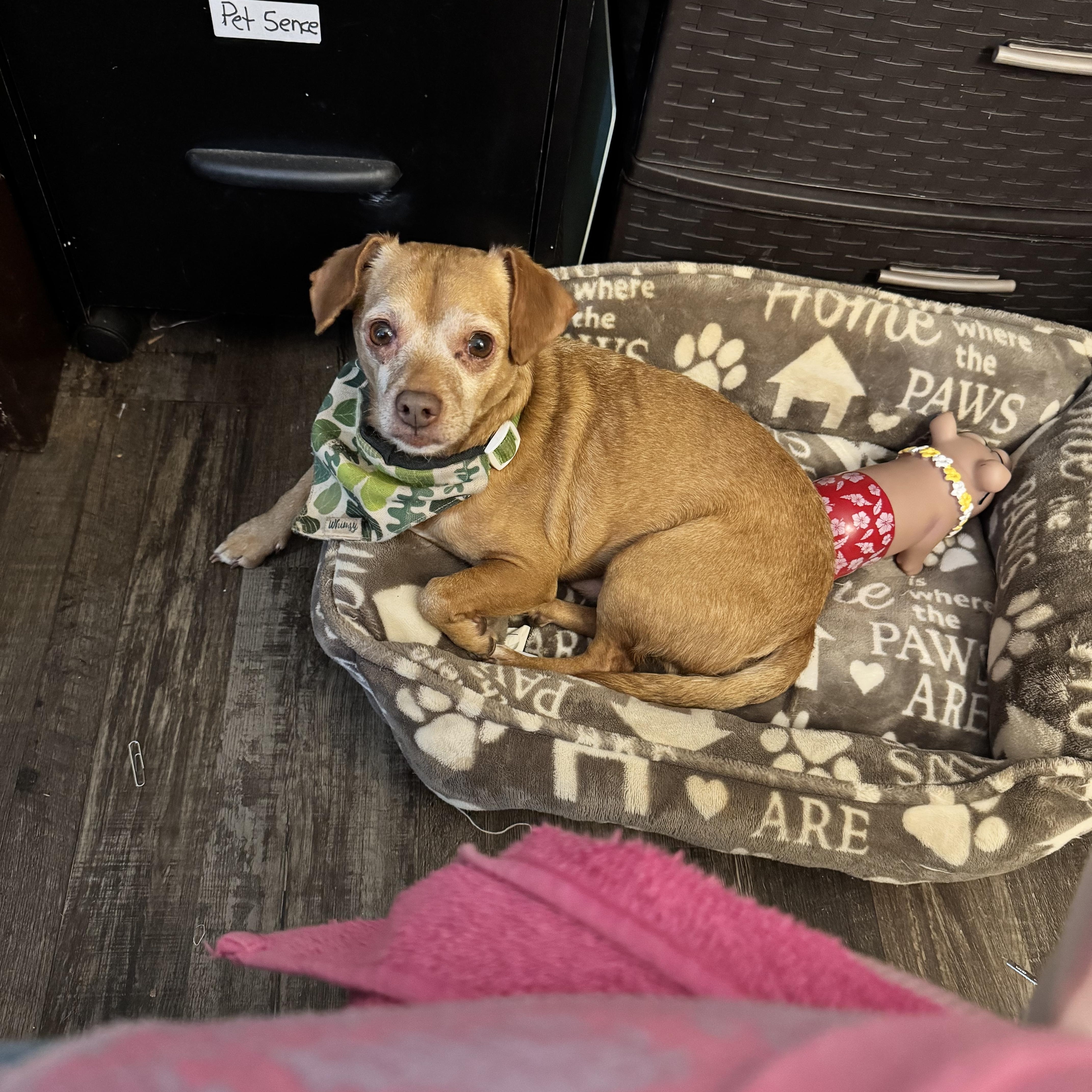 Enlarge Peanut , a ADOPTABLE mixed breed in Sequatchie, TN image 3/3