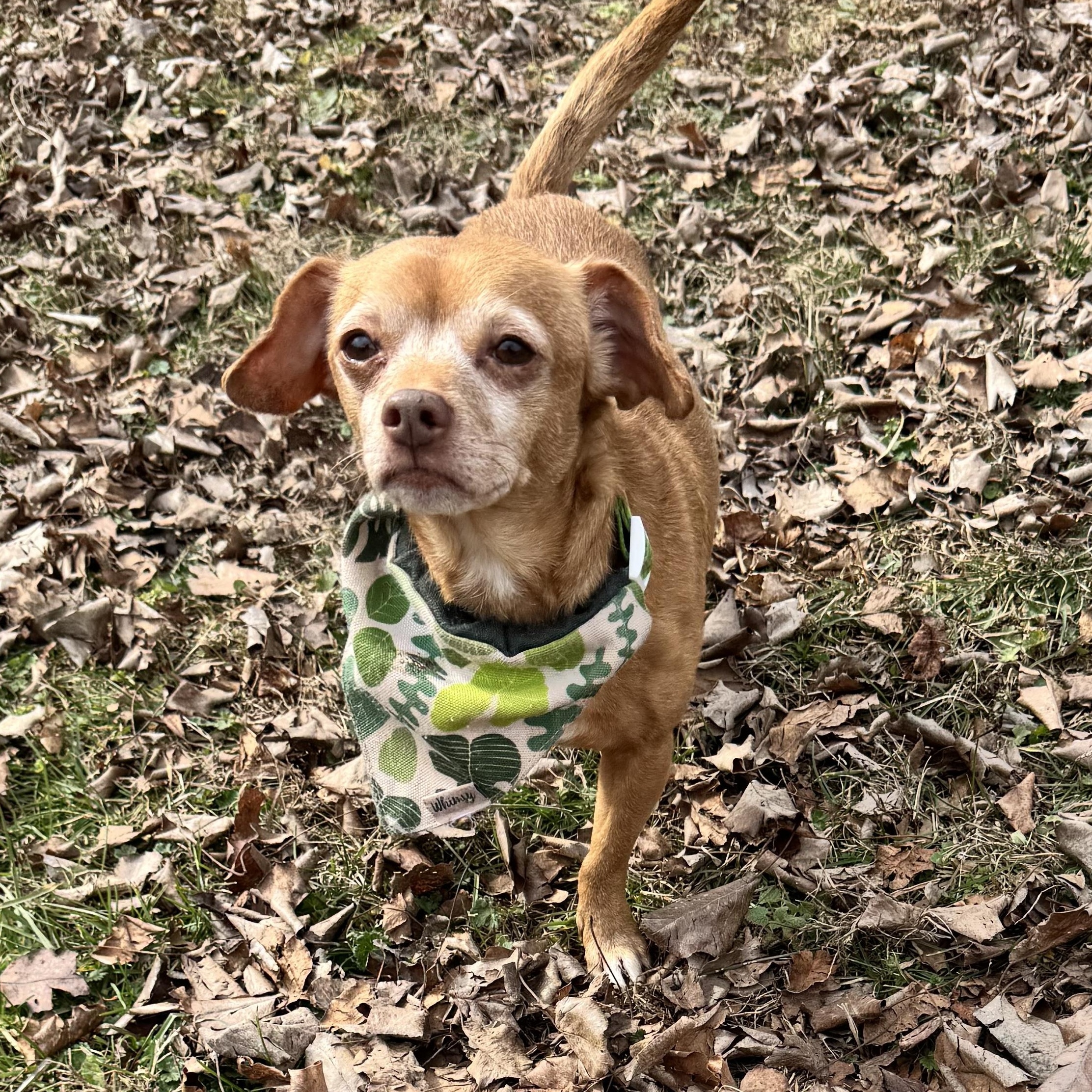 Peanut , ADOPTABLE, Senior Male Miniature Dachshund & Chihuahua.