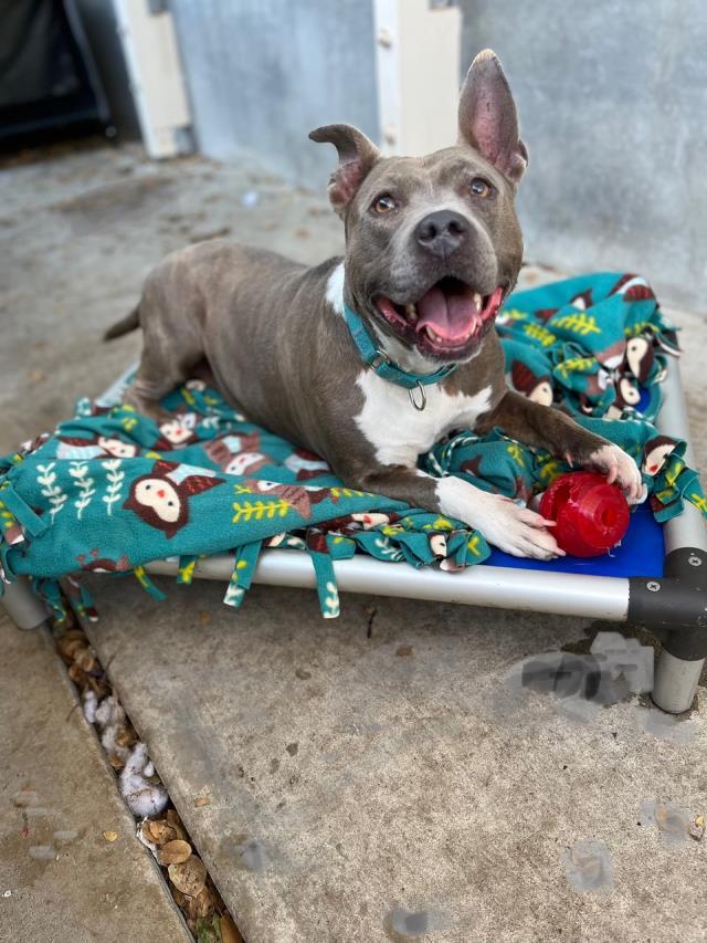 Enlarge POPTART, a Adoptable Pit Bull Terrier in Santa Barbara, CA image 1/1