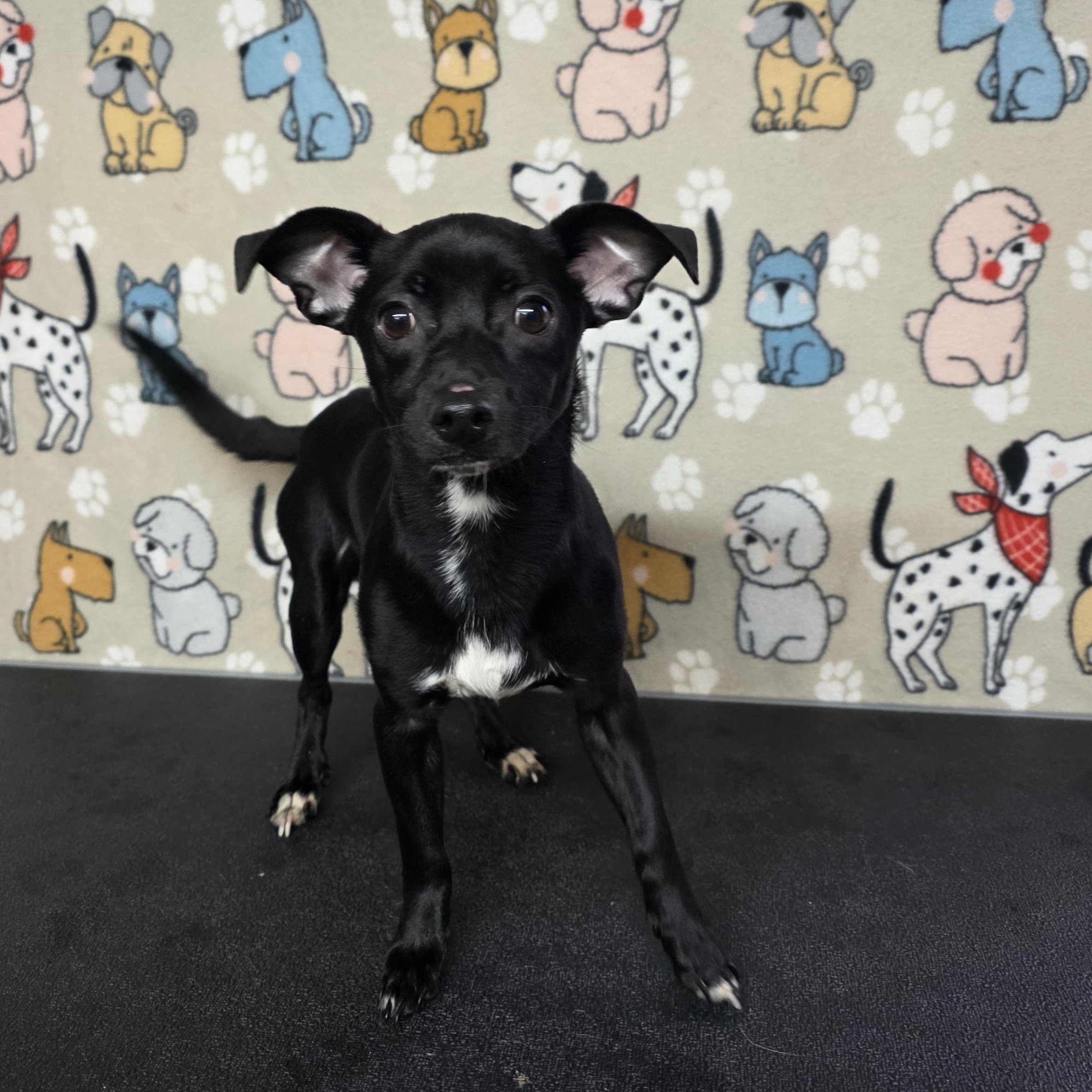 Cole, ADOPTABLE, Adult Male Chihuahua.